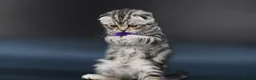 Scottish Fold cats for sale: LICENSED CATTERY, PURE BREED TOP QUALITY KITTENS - Advert 16