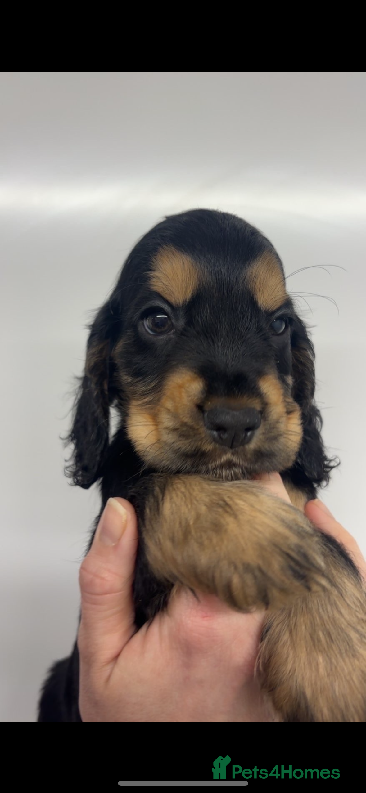 Cocker Spaniel dogs 100% sable show cockers  - Advert 18