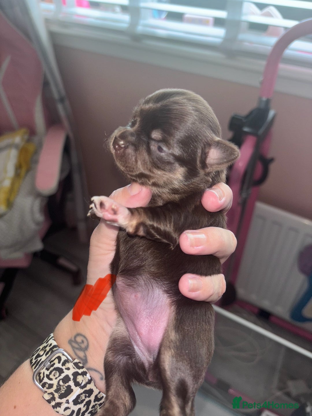 Chihuahua dogs for sale: Chocolate Girls Longhair Chihuahua  - Image 12