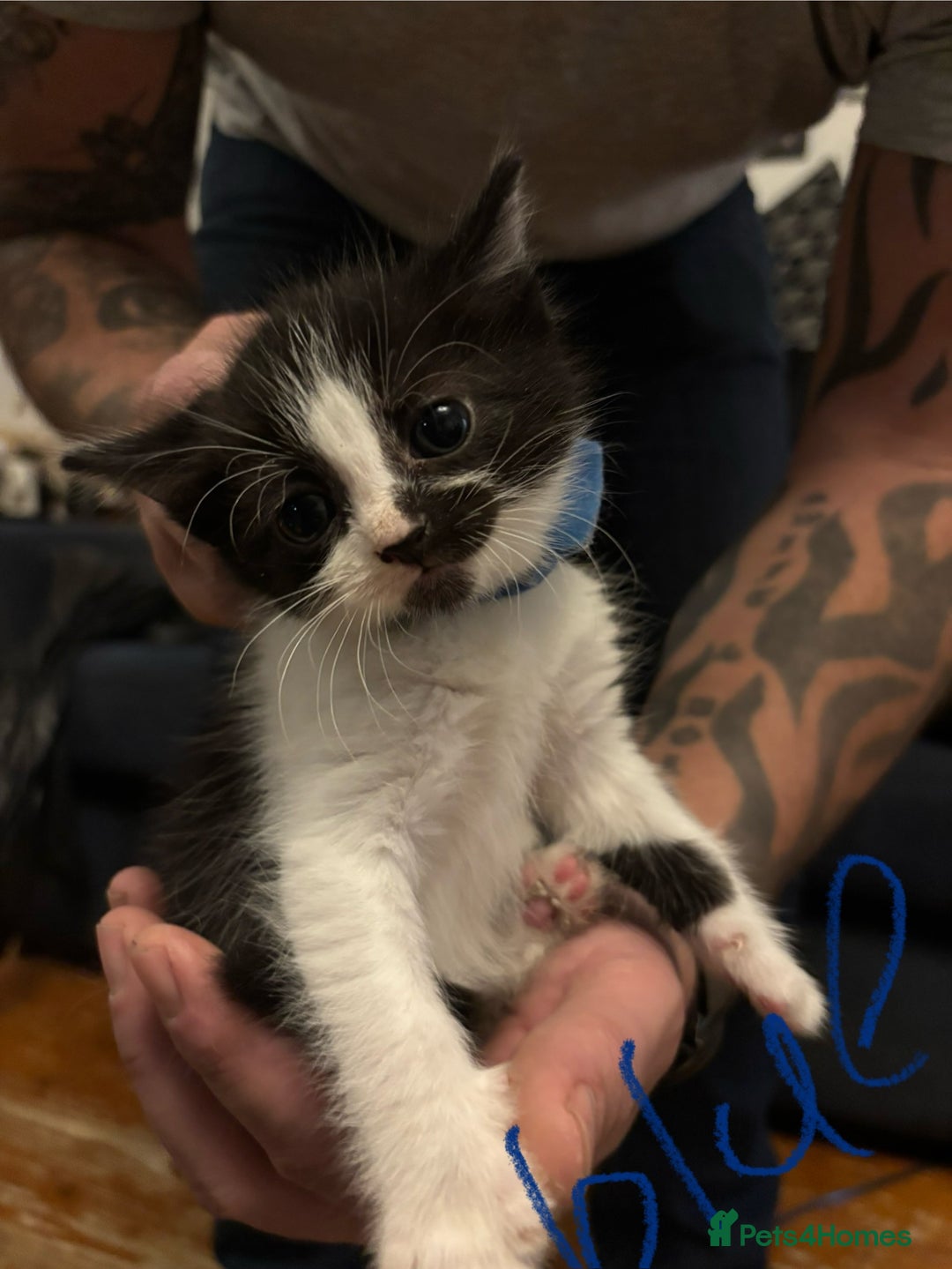 Mixed Breed cats for sale: Beautiful friendly litter of 6 tuxedo kittens - Advert 3