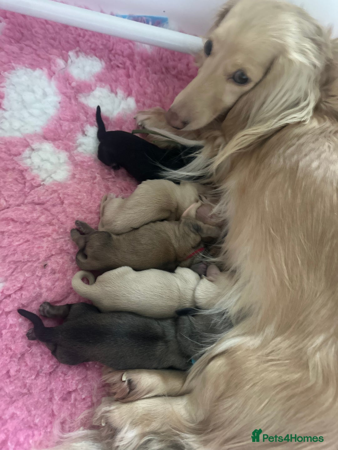 Miniature Dachshund dogs for sale: Black and Cream mini long haired dachshund boy - Advert 1