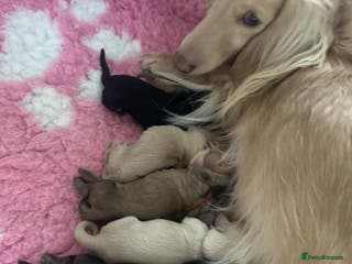 Miniature Dachshund dogs Black and Cream mini long haired dachshund boy - Advert 1