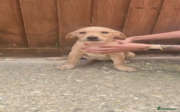Labrador Retriever dogs for sale: Labrador retriever  - Image 1