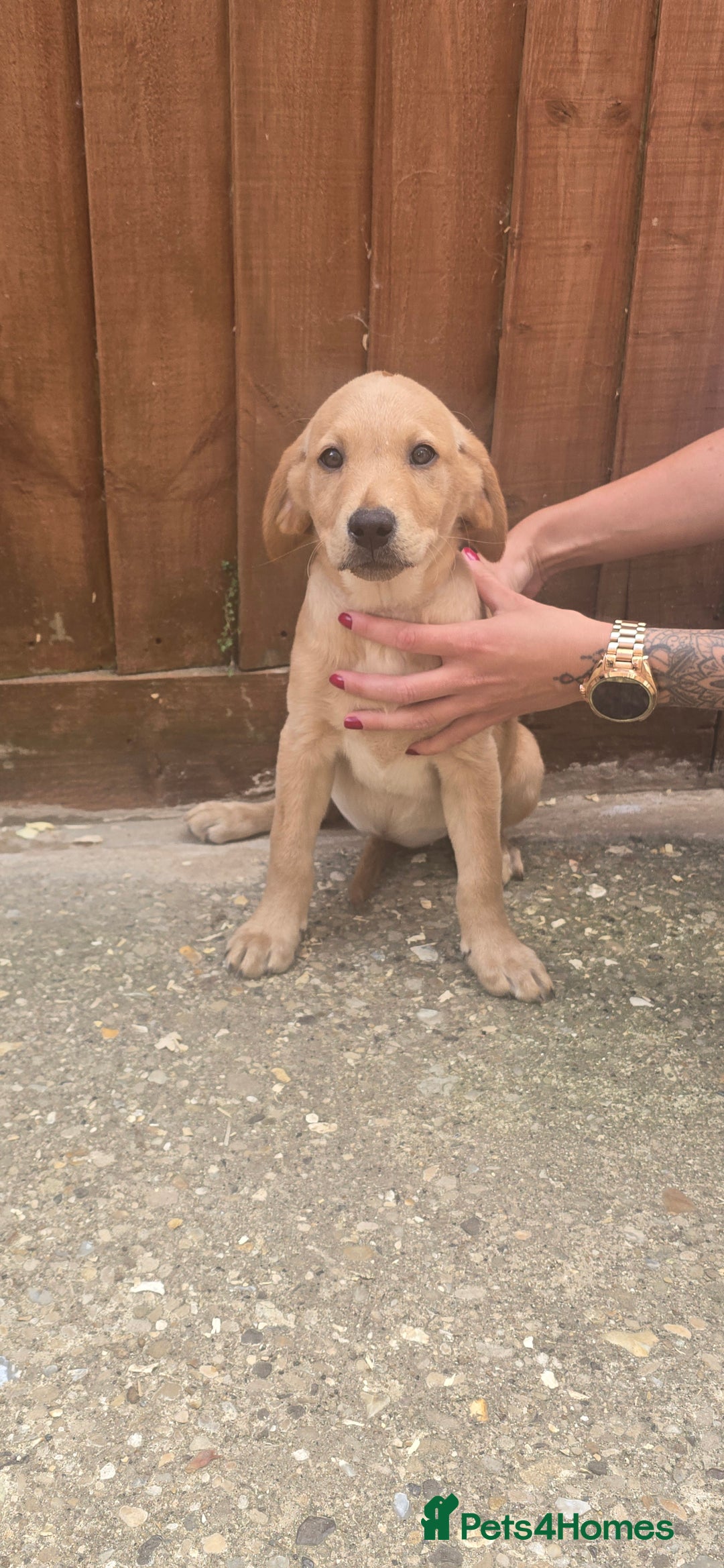 Labrador Retriever dogs for sale: Labrador retriever  - Image 1