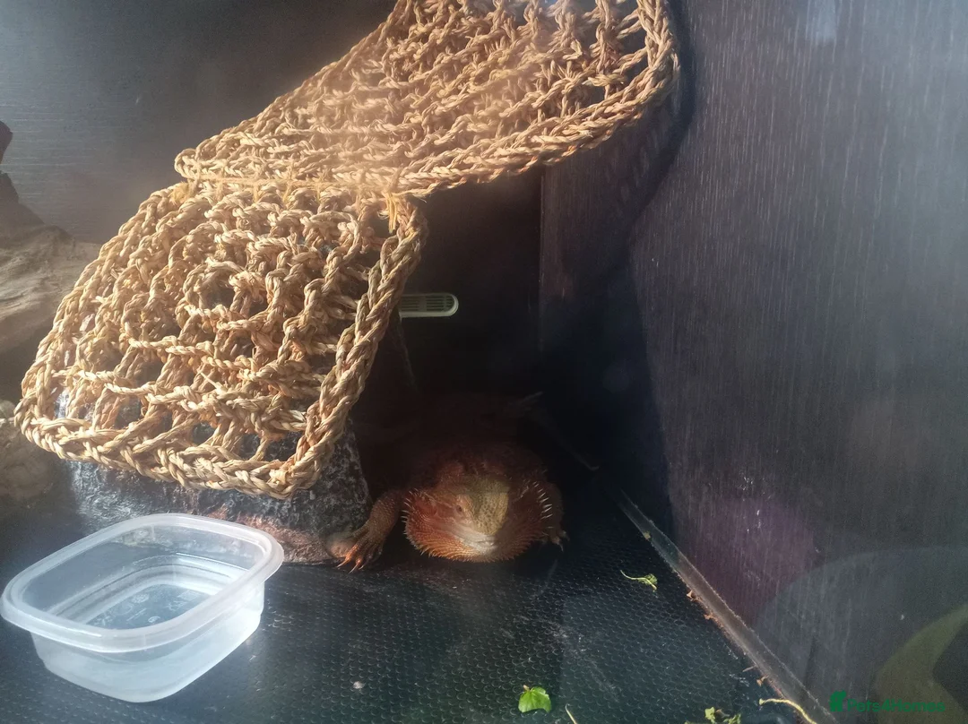 Bearded Dragon reptiles for sale: Breaded dragon for sale in Chippenham - Advert 1