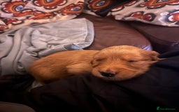 Goldendoodle dogs for sale: Gorgeous Goldendoodle Puppies - Image 6