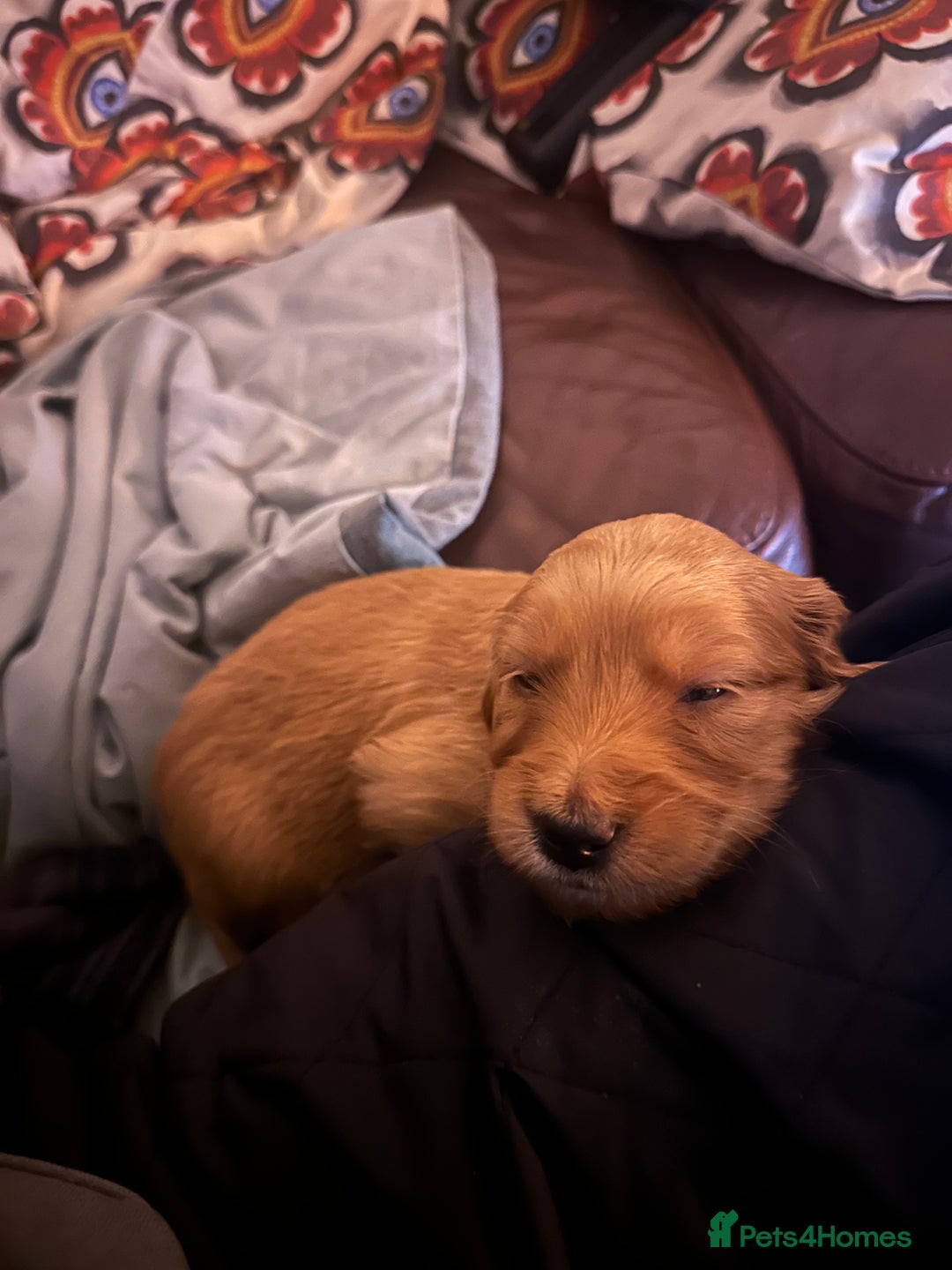 Goldendoodle dogs for sale: Gorgeous Goldendoodle Puppies - Image 6