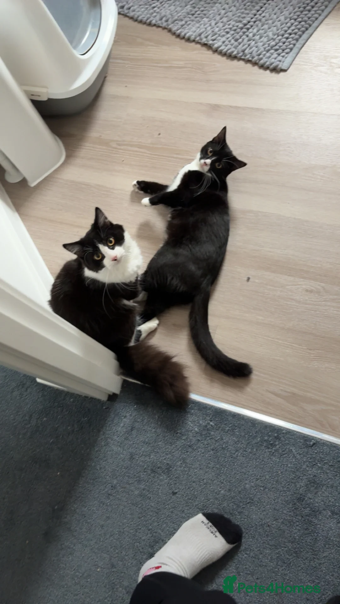 British Longhair cats for sale: 2 beautiful brothers  - Advert 1