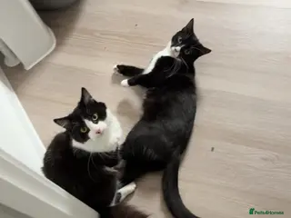 British Longhair cats 2 beautiful brothers - Advert 3