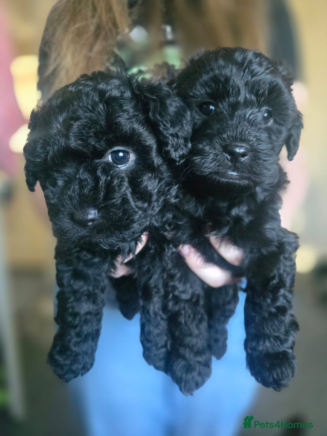 Mixed Breed dogs for sale: Mixed breed puppies 6 weeks old  - Advert 5