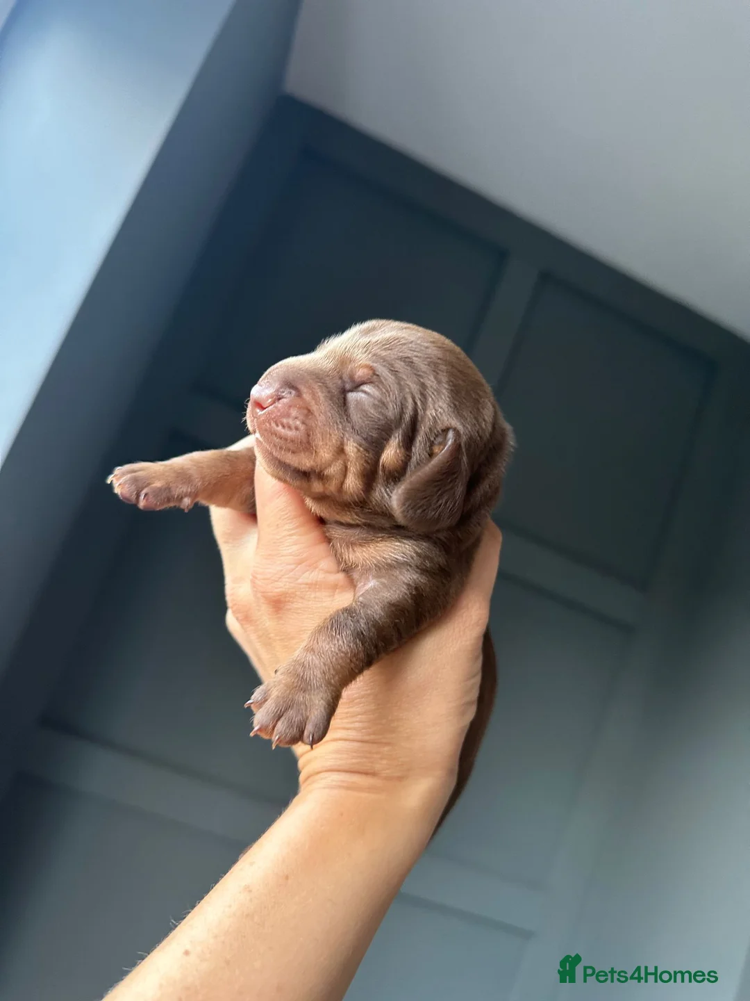 Miniature Dachshund dogs for stud: **RogueRoyales Hennessy** PRA Clear Isabella & Tan in Wolverhampton - Advert 18