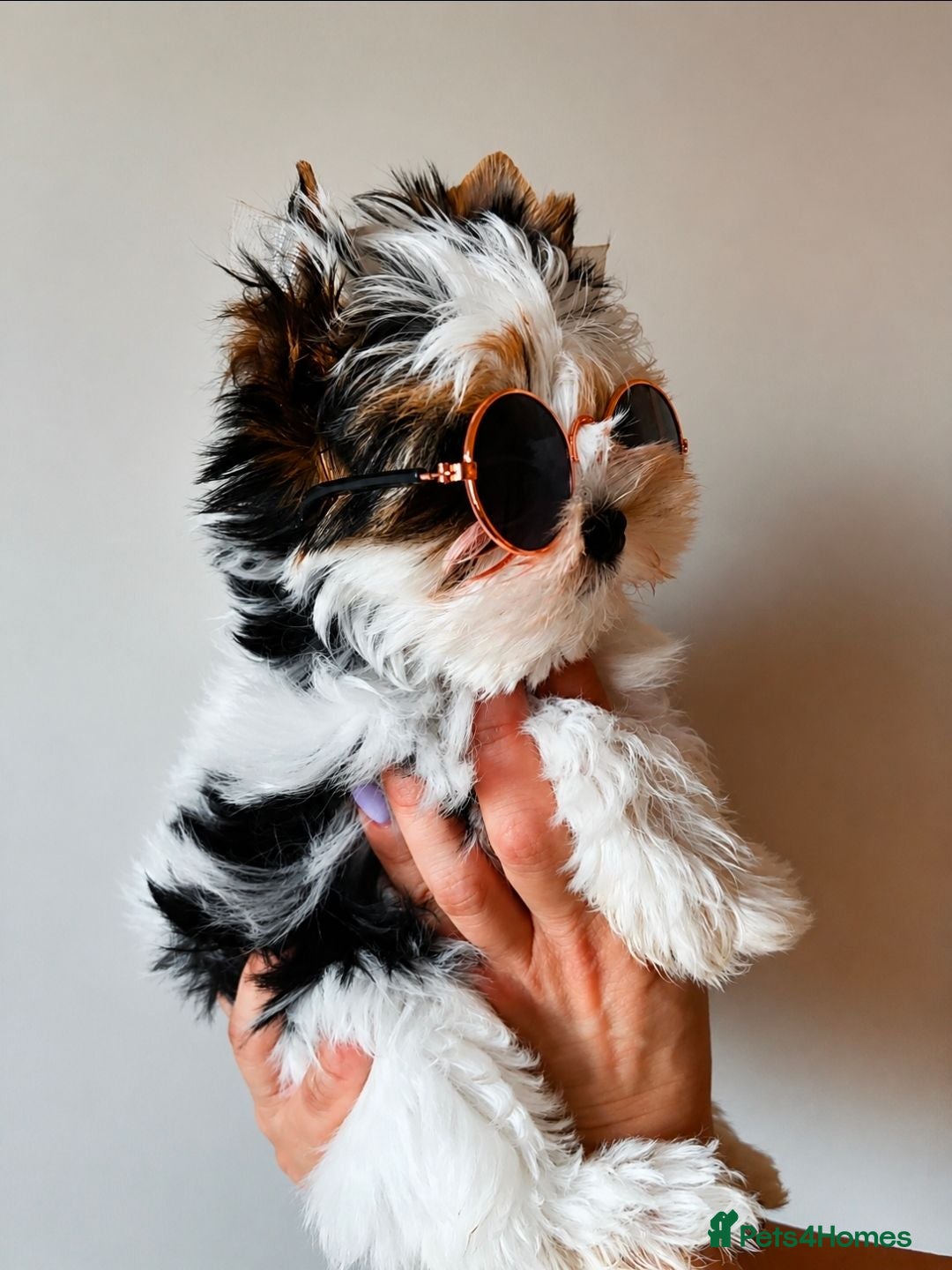 Yorkshire Terrier dogs 3 Tiny Yorkie Boys – Vaccinated & Ready - Advert 2