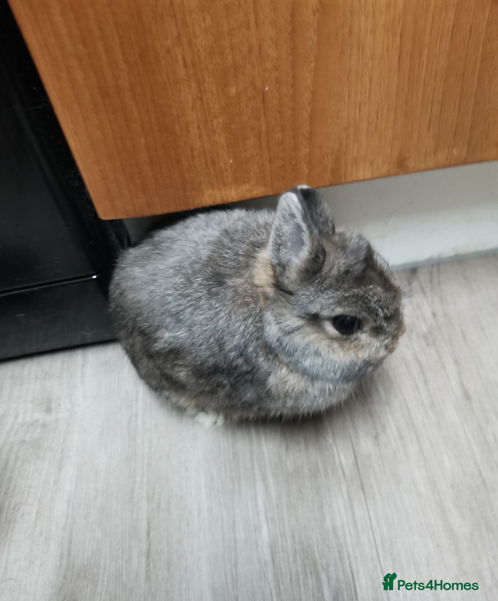 Netherland Dwarf rabbits True Netherland Dwarf - Advert 21
