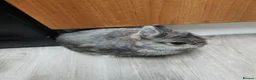 Netherland Dwarf rabbits for sale: True Netherland Dwarf - Advert 1