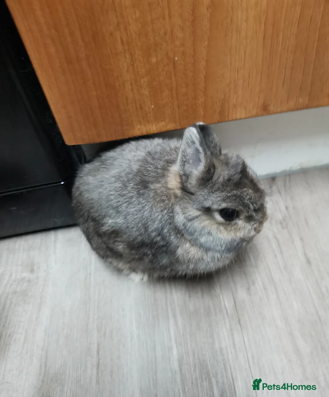 Netherland Dwarf rabbits for sale: True Netherland Dwarf - Advert 1