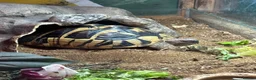 Hermann Tortoise reptiles for sale: Female Hermann tortoise - Advert 2