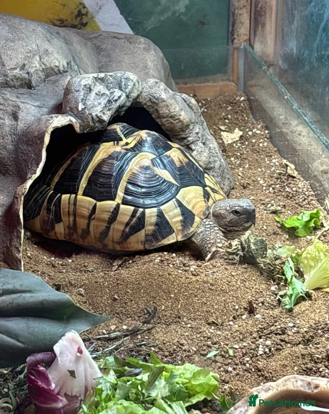 Hermann Tortoise reptiles for sale: Female Hermann tortoise - Advert 2