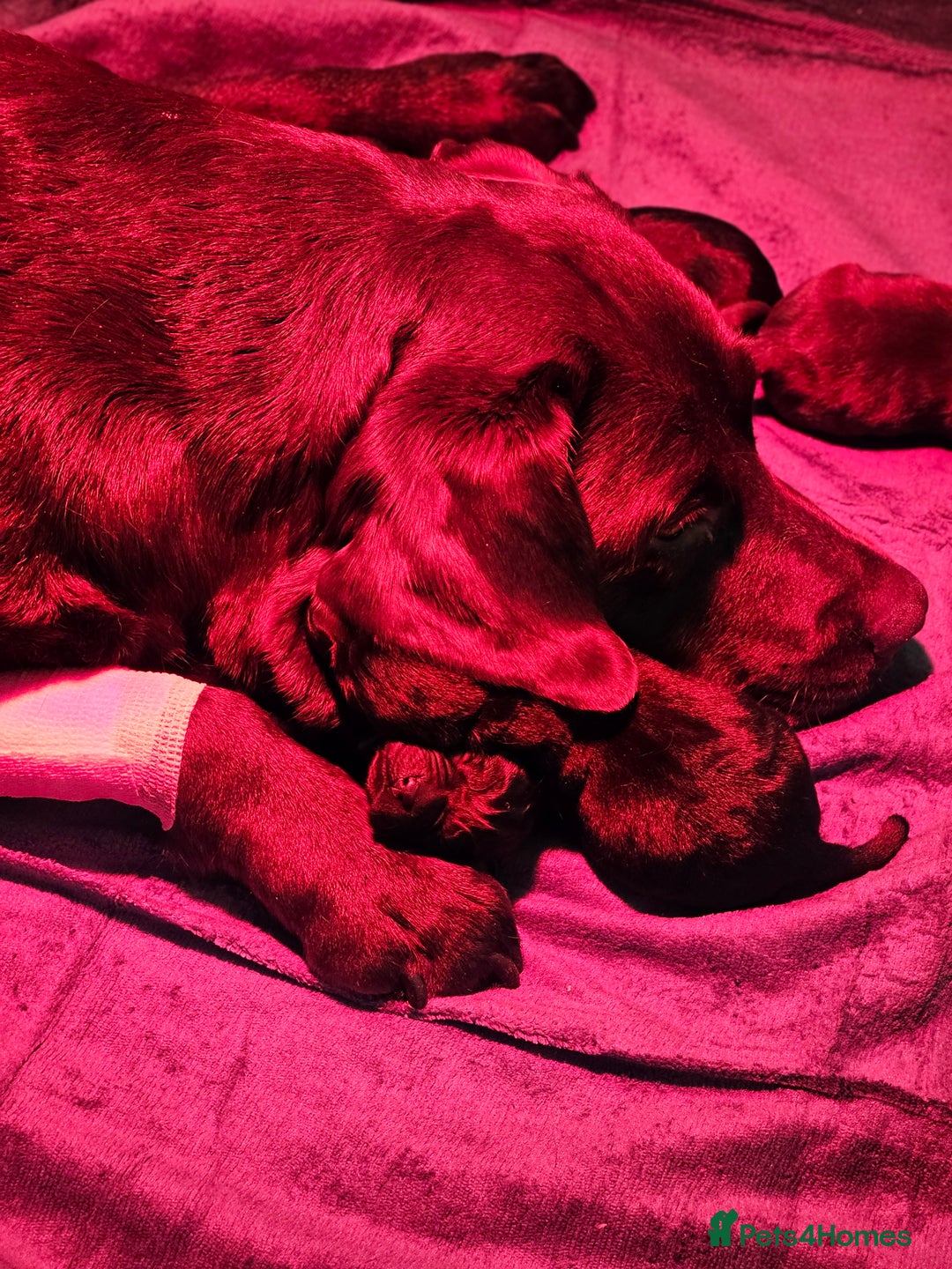 Labrador Retriever dogs for sale: Beautiful KC Show Line Labrador Puppys  - Advert 7