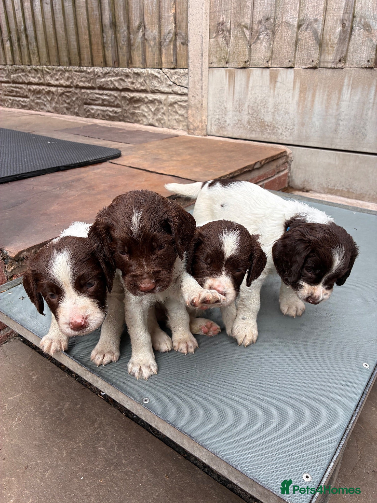 English Springer Spaniel dogs 3 DOGS 1 BITCH KC Reg Springer Pups - Advert 15
