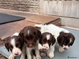 English Springer Spaniel dogs 3 DOGS 1 BITCH KC Reg Springer Pups - Advert 15