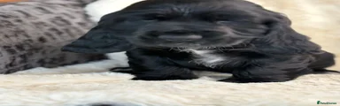 Cocker Spaniel 3
