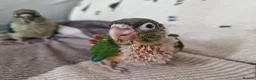 Conures birds for sale: Beautiful fully hand reared conures  - Advert 2