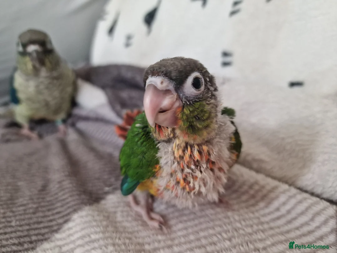 Conures birds for sale: Beautiful fully hand reared conures  - Advert 2