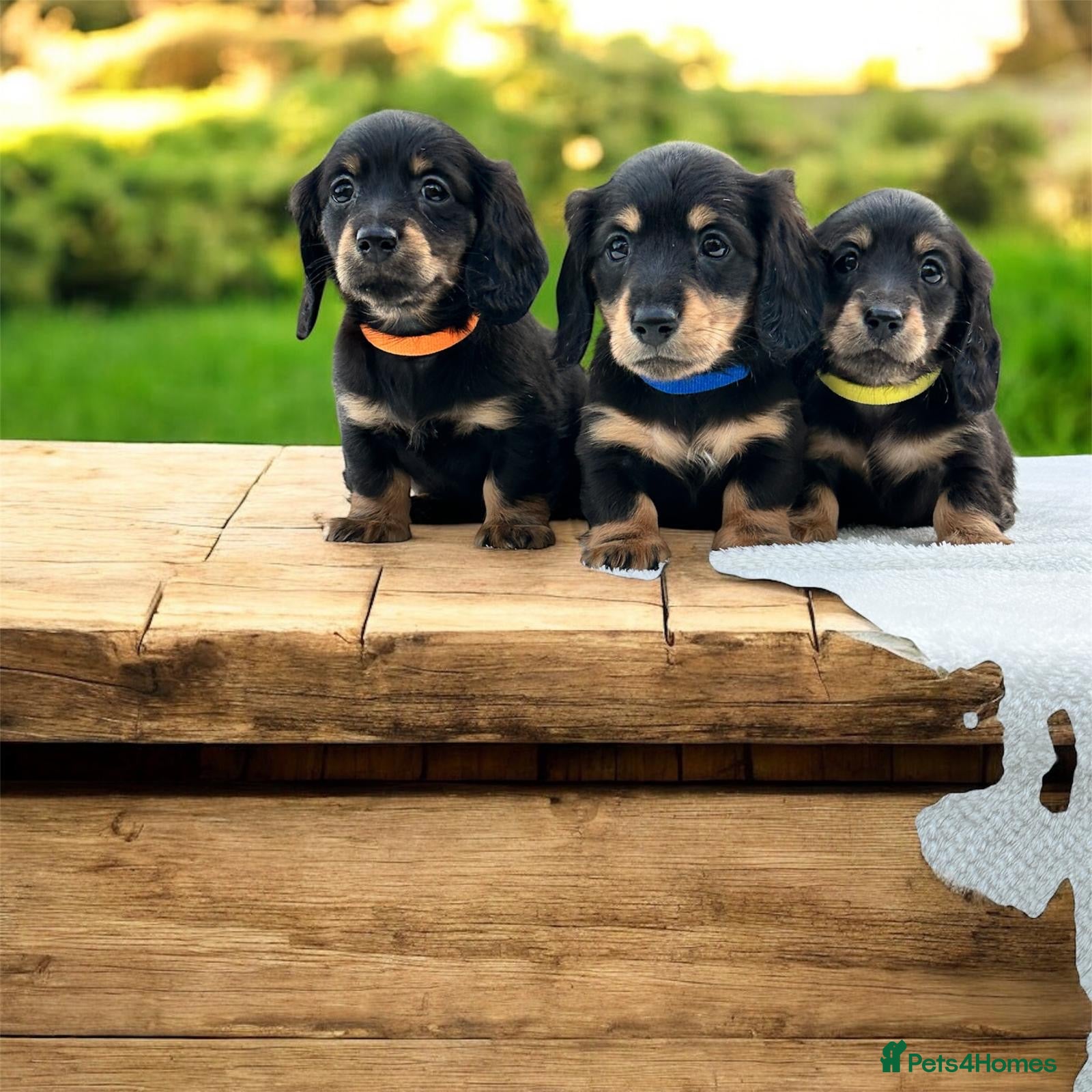 Miniature Dachshund dogs Miniature long haired dachshund  - Advert 2