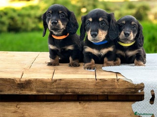 Miniature Dachshund dogs Miniature long haired dachshund - Advert 5