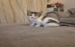 Mixed Breed cats for sale: Beautiful kittens  - Image 5