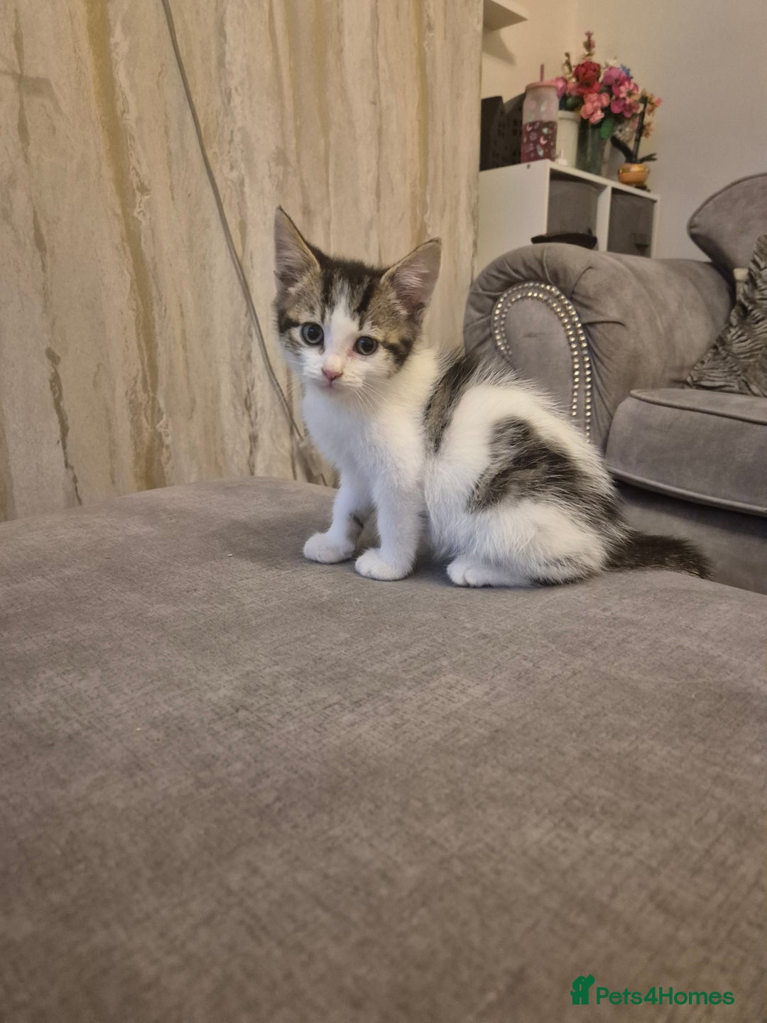 Mixed Breed cats for sale: Beautiful kittens  - Image 5