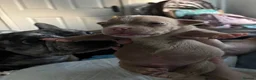 American Bully dogs for sale: American pocket bulldogs Hand reared from birth. - Advert 6