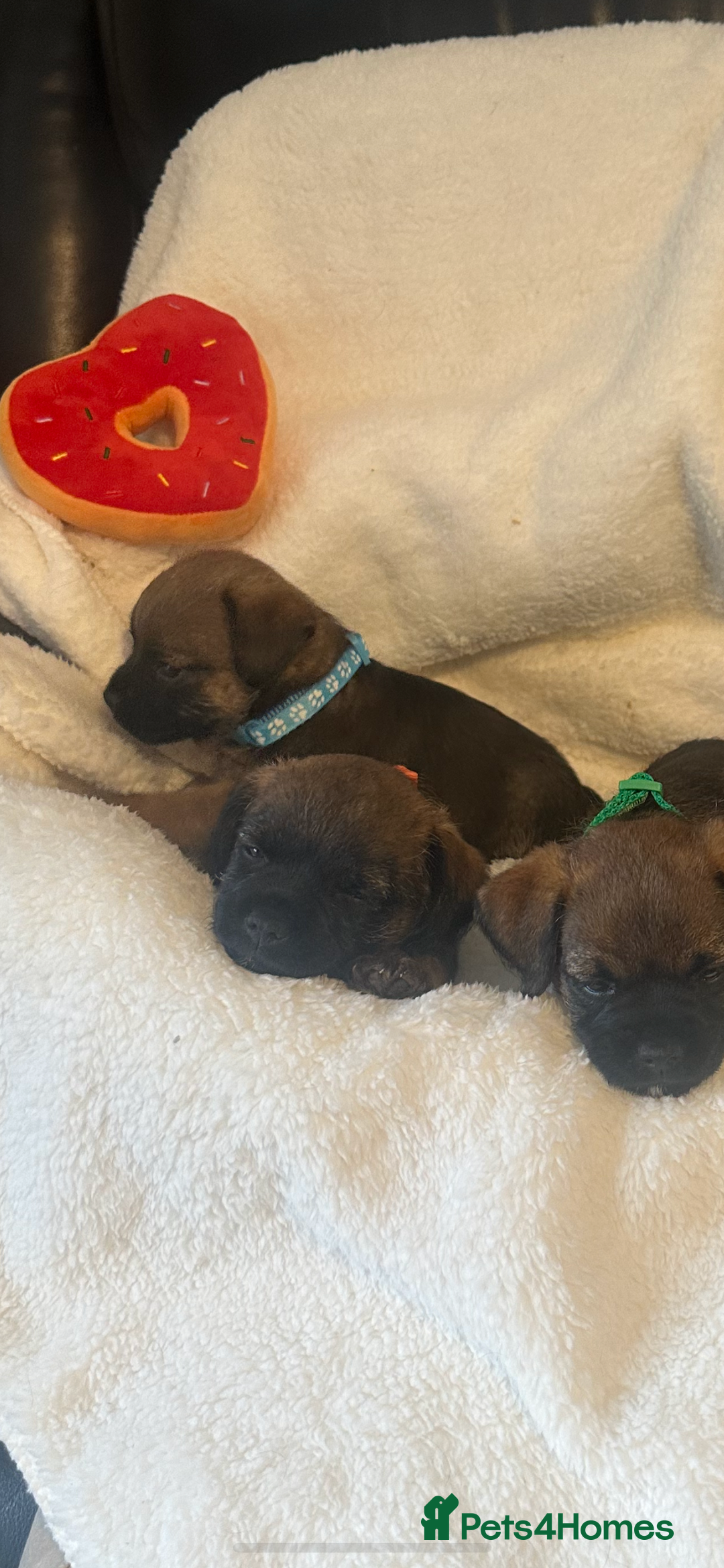 Border Terrier dogs for sale: Stunning litter of border terrier puppies  - Image 13
