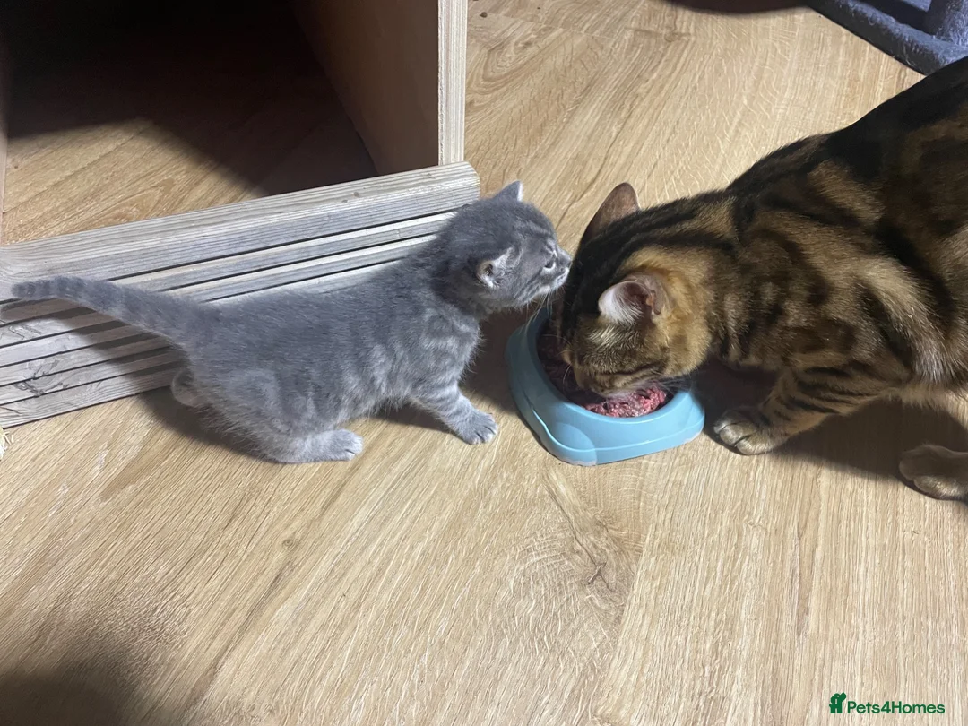 Bengal cats for sale: Bengal X READY NOW  - Advert 2