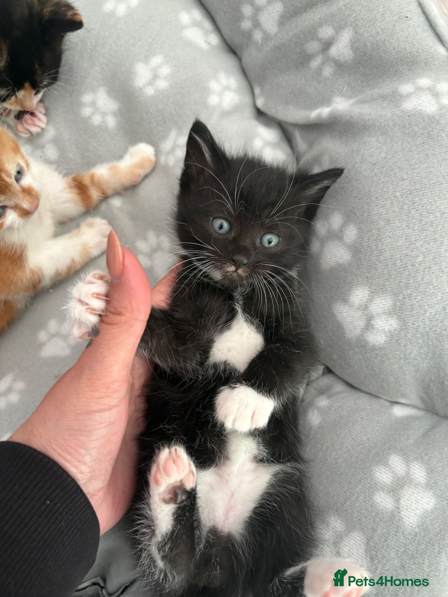 Mixed Breed cats 1 MALE kitten  left to reserve - Advert 1