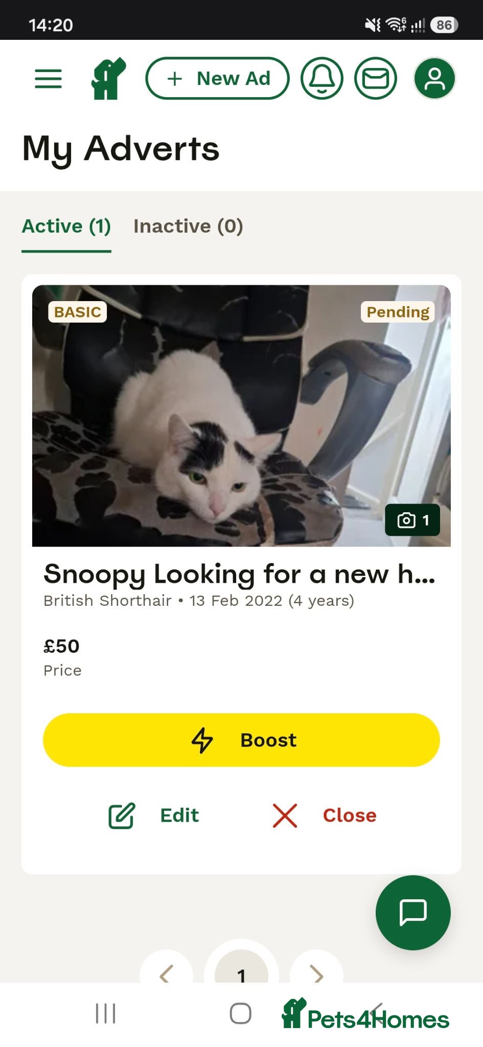 British Shorthair cats Snoopy looking for new home - Advert 1