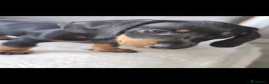 Miniature Dachshund 2