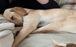 Mixed Breed dogs for adoption: Sika (Labrador/Pointer mix) - Image 16