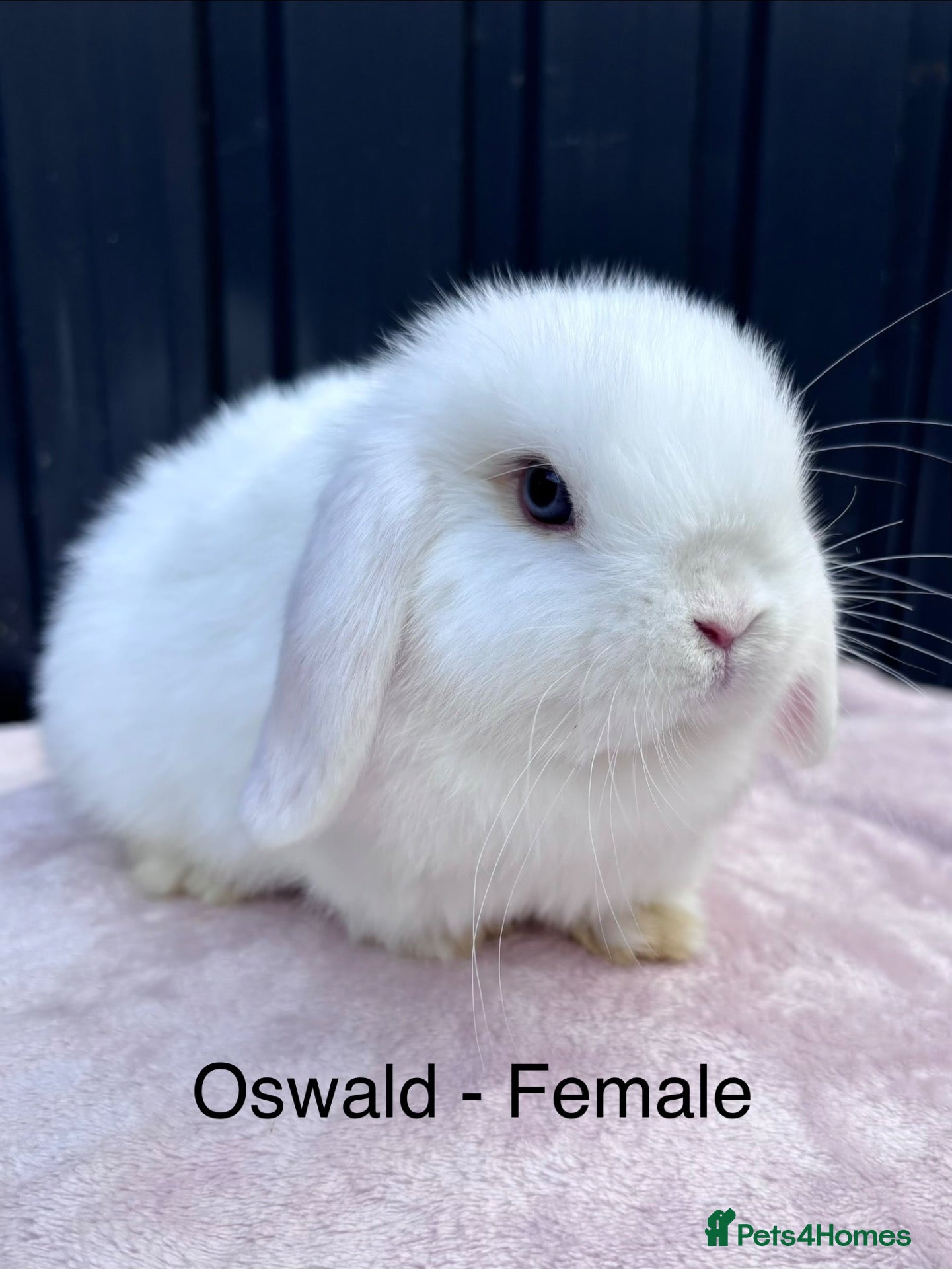 Mini Lop rabbits Mini Lop Baby Bunnies - Ready to leave now - Advert 1