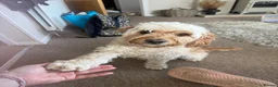 Cockapoo dogs for sale: Beautiful & fun 3 year old Cockapoo ‘Teddy’ - Advert 23