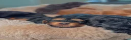 Cockapoo dogs for sale: 5 Gorgeous F2 cockapoos  - Advert 15