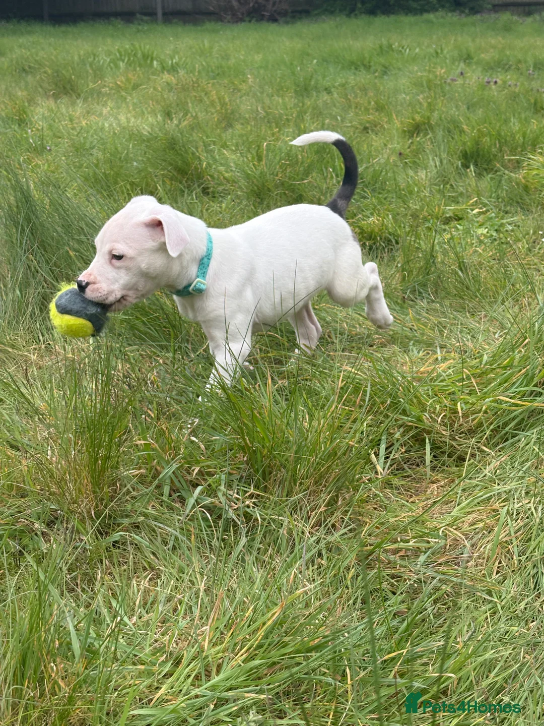 Mixed Breed dogs for sale: Gorgeous 10 week old puppy - Advert 2