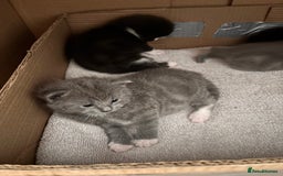 Mixed Breed cats for sale: 4 beautiful kittens ready now - Image 13