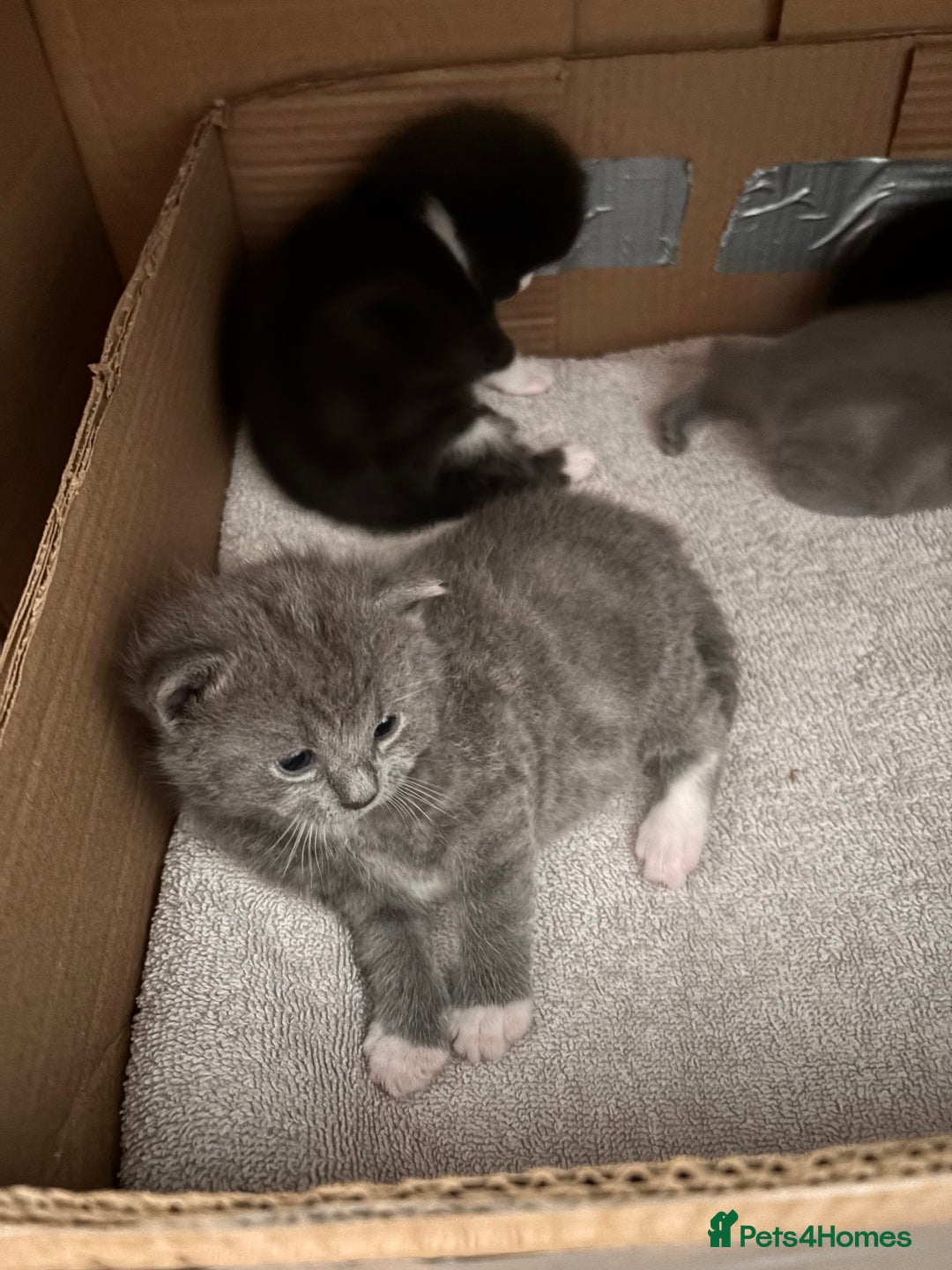 Mixed Breed cats for sale: 4 beautiful kittens ready now - Image 13