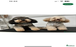 Toy Poodle dogs for sale: KC Tiny Perfect phantom poodles + colours  - Image 15