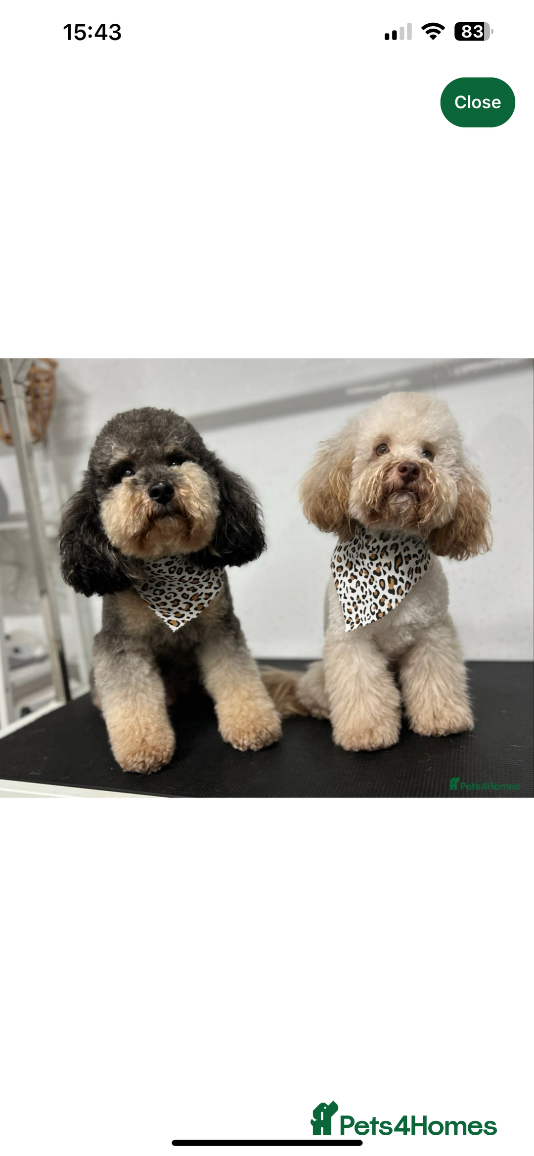 Toy Poodle dogs for sale: KC Tiny Perfect phantom poodles + colours  - Image 15