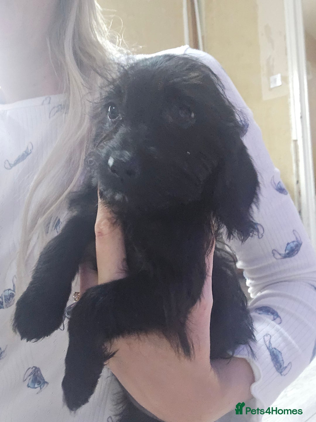 Doxiepoo dogs for sale: Doxipoos - Image 3