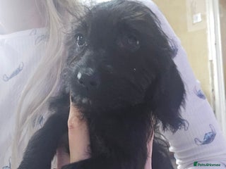 Doxiepoo dogs Doxipoos - Advert 2