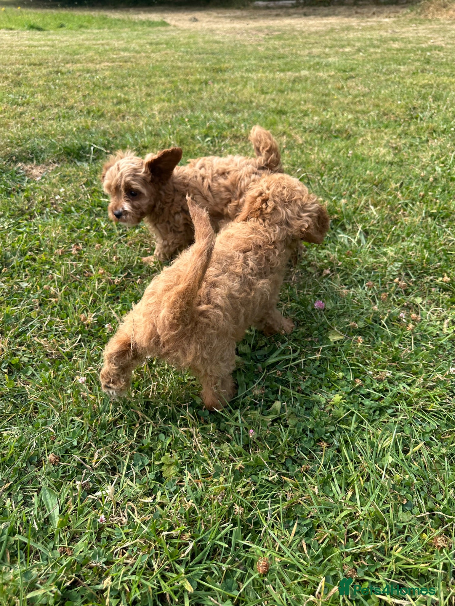 Cavapoo dogs Stunning Cavapoos fully health tested parents - Advert 2