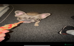 French Bulldog dogs for sale: French bulldog  - Image 8
